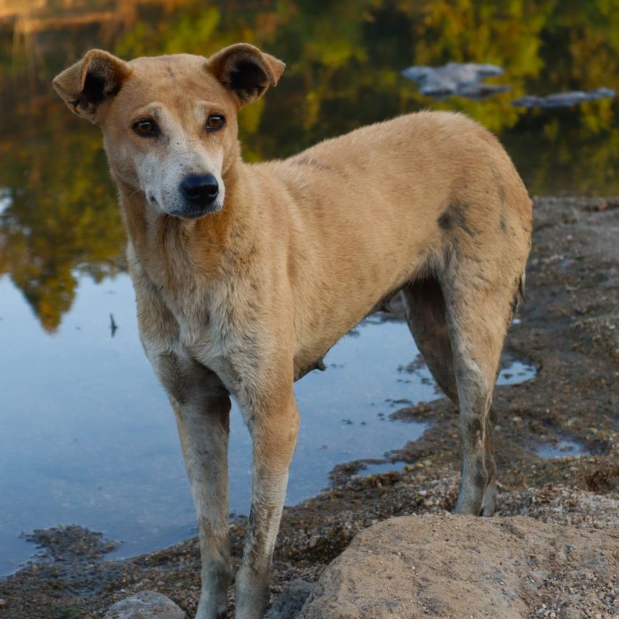 stray dog standing by a riverside in jharkhand