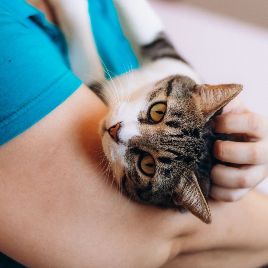 person cuddling with a tabby cat indoors